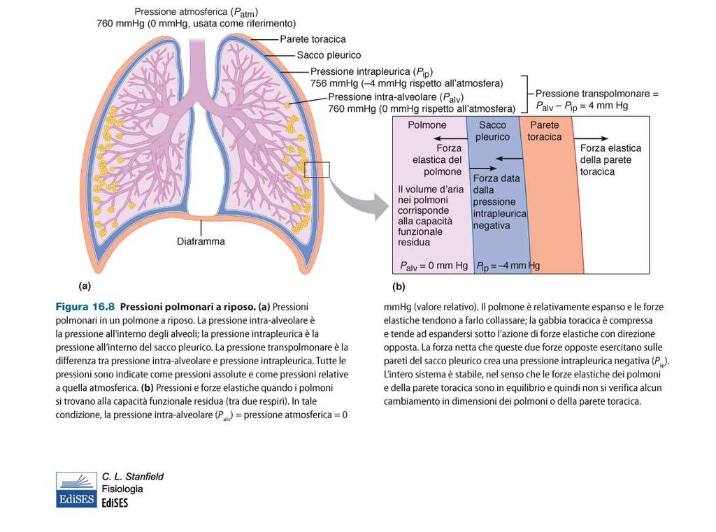 Prof Andrea Mazzatenta, PhD La ventilazione si ottiene grazie a gradienti di pressione tra alveoli e
