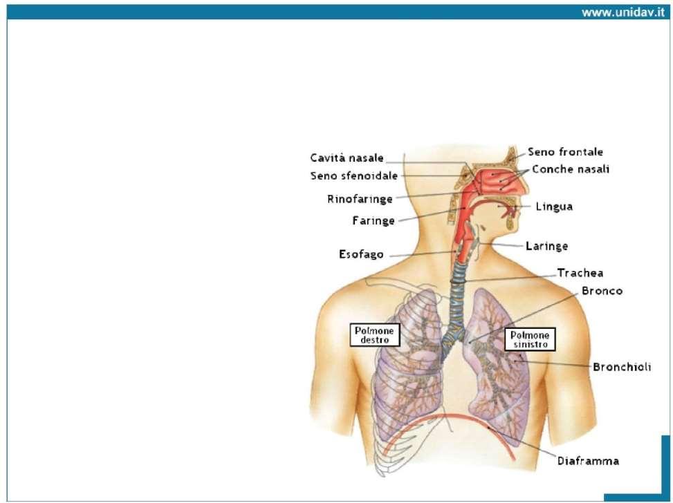 Vie respiratorie Vie respiratorie superiori - cavità nasale - cavità orale - faringe Zona di conduzione -laringe -trachea - bronchi -