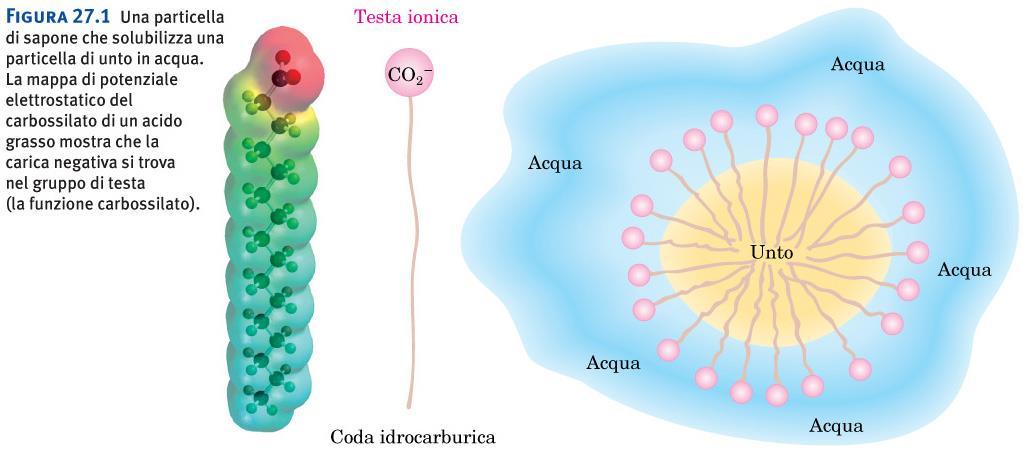 Saponi, tensioattivi, surfattanti, e micelle Figura 27.1 Una particella di sapone che solubilizza una particella di unto in acqua.