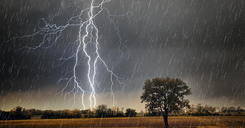 Irrigazione Distanza tra le piante Controllo delle infestanti FATTORI AMBIENTALI Temperatura Umidità