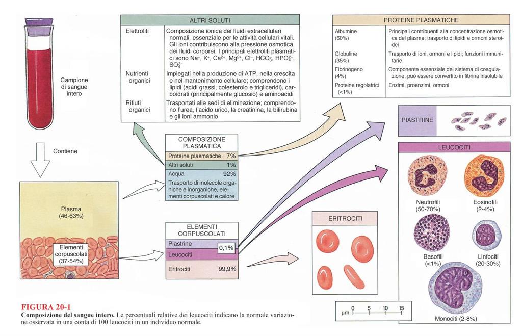 Sistemi tampone ph 55 % 45% 37-52% Ematocrito 44% = il 44% del volume del
