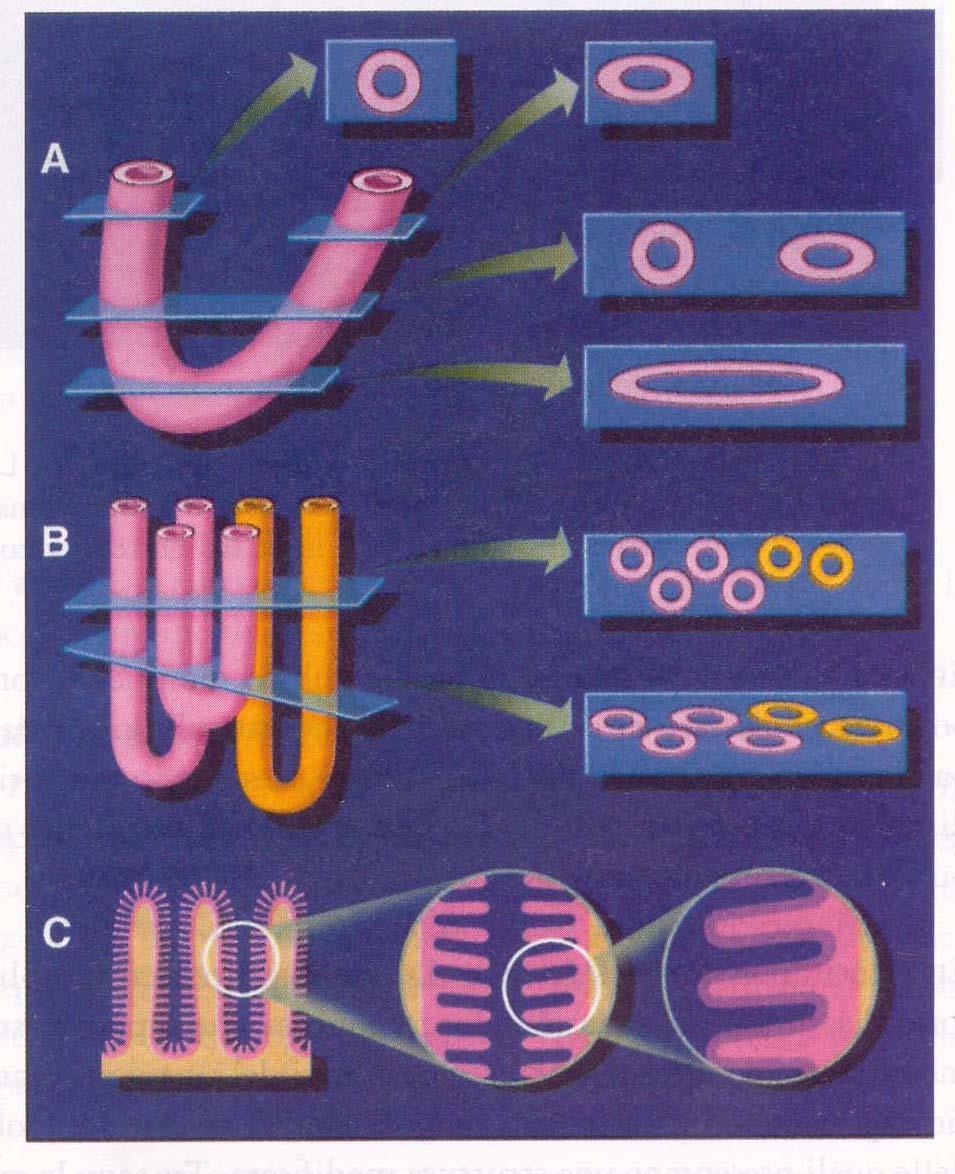 organi