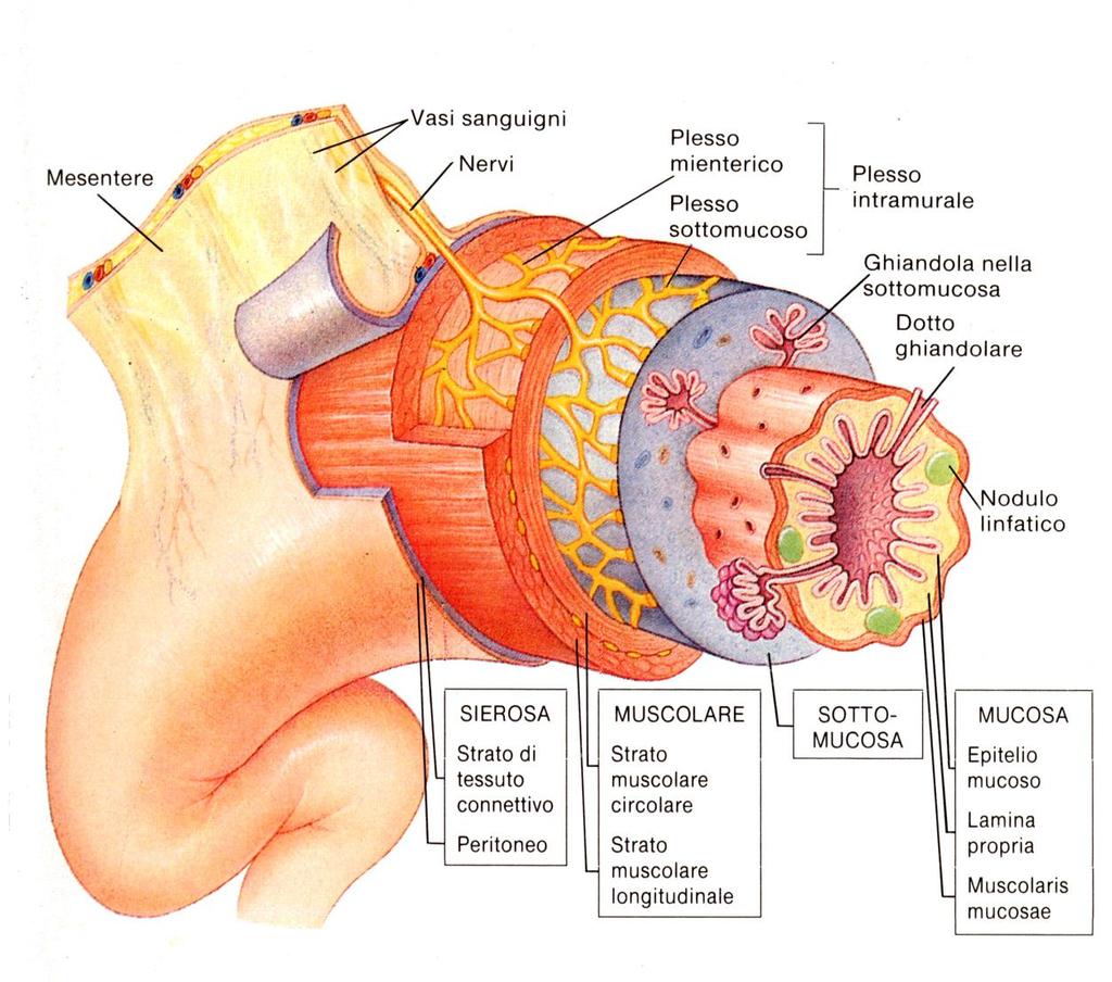 organi cavi: parete