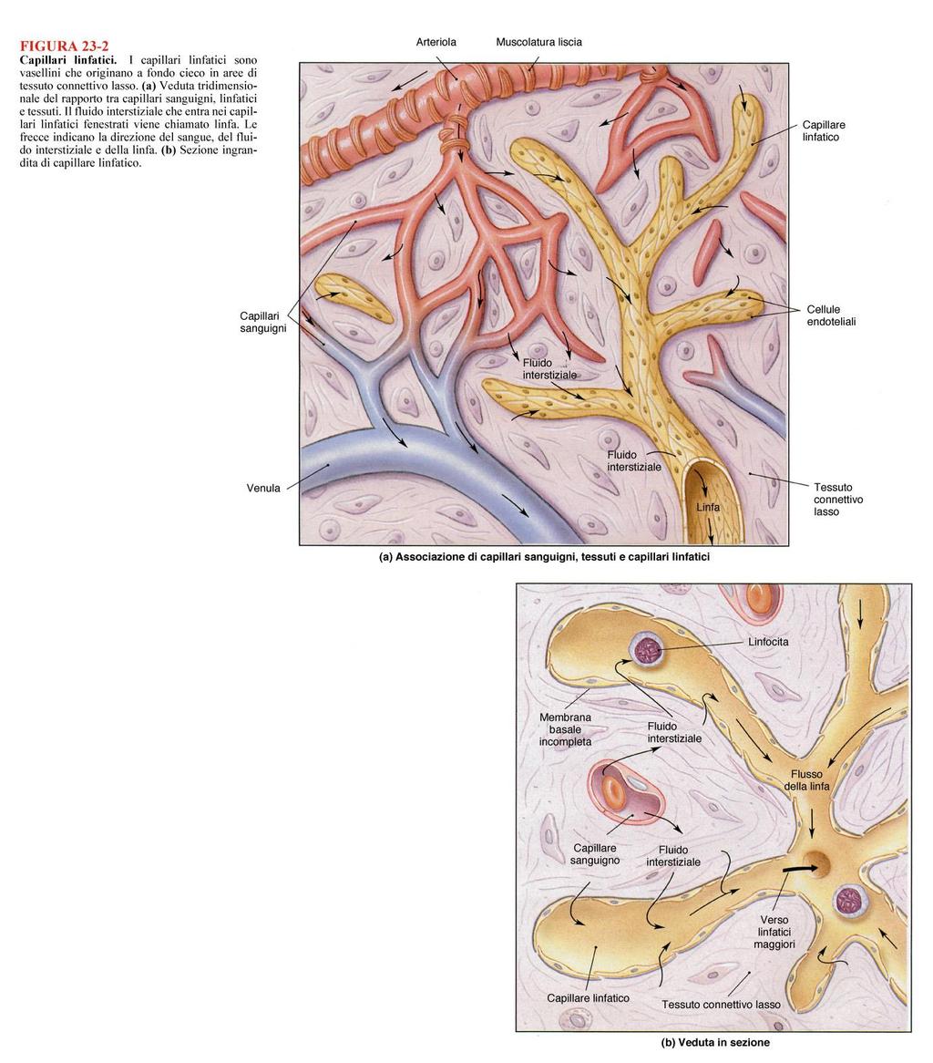 Capillari linfatici Si trovano in tutti i tessuti ad eccezione di: sistema nervoso centrale, cartilagine, osso, midollo osseo,