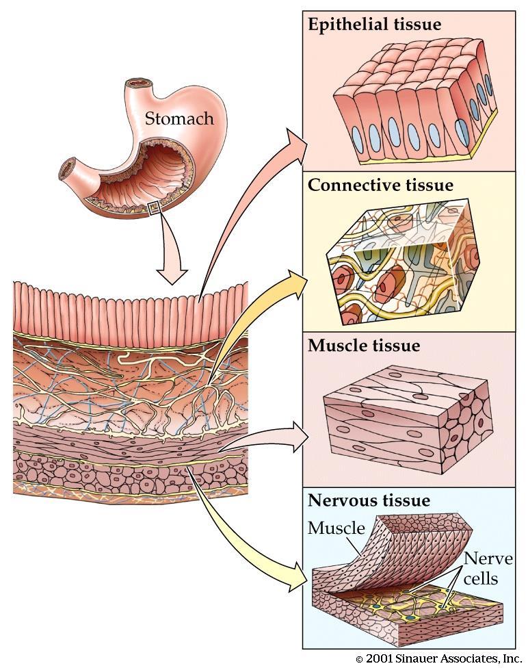 Molti tessuti formano un organo Cellule in lamine: protezione, secrezione, assorbimento; Ghiandole Cellule in una matrice: supporto