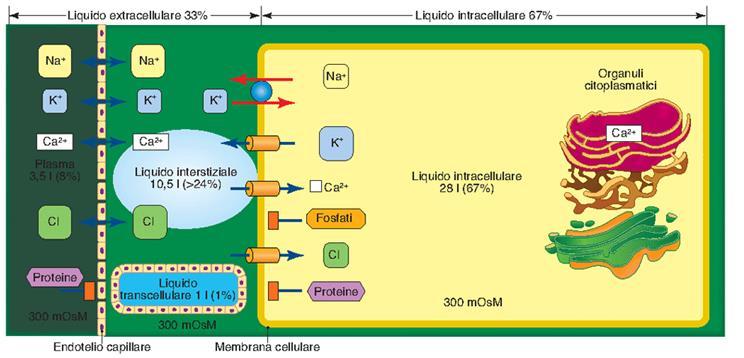 Distribuzione dei soluti nei compartimenti liquidi dell organismo: i differenti compartimenti sono in uno stato di disequilibrio chimico Il liquido intracellulare presenta concentrazioni elevate di