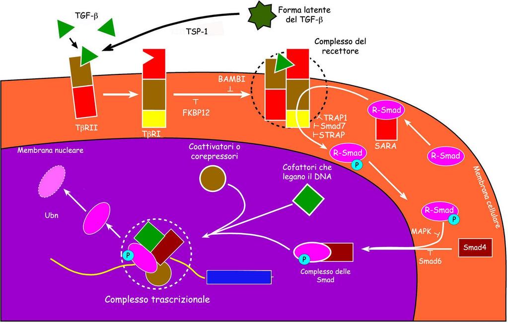 Il pathway del TGF-b