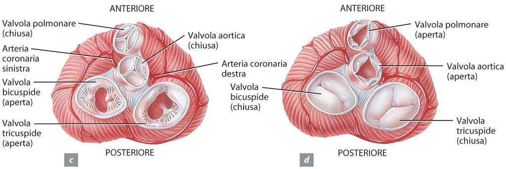 Le valvole semilunari impediscono il reflusso di sangue dalle