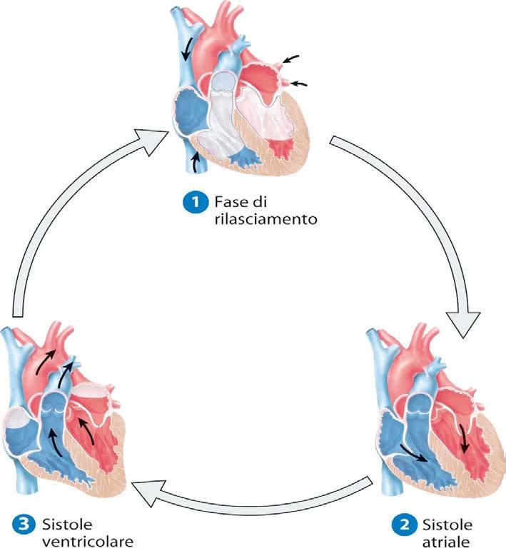 Il ciclo cardiaco si divide in tre fasi -fase di rilasciamento;