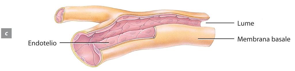 I capillari sono vasi microscopici che connettono le arteriole alle