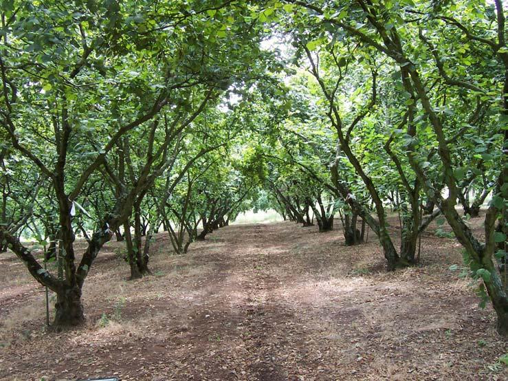 MATERIALI E METODI Noccioleto di TGR di oltre 40 anni, localizzato a Canale Monterano (RM) AZIENDA VALENTINI Sesto d impianto: 6 x 5m per un totale di 333 piante ha 1 Piante