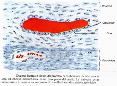 Può avvenire secondo due modalità: Ossificazione intramembranosa (ossa brevi e piatte), o diretta, in cui avviene la formazione di tessuto osseo direttamente da precursori cellulari senza alcun