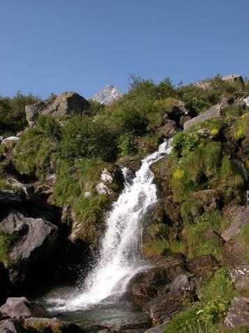 ontano verde, ginepro e rododendro.