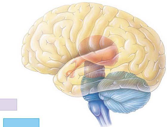 Sistema nervoso centrale Encefalo: insieme di strutture nervose poste dentro la scatola cranica Le porzioni