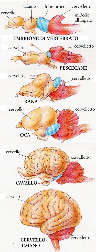 Con l evoluzione il volume dell encefalo è cresciuto, con lo sviluppo delle porzioni superiori (anteriori) Il cervello è