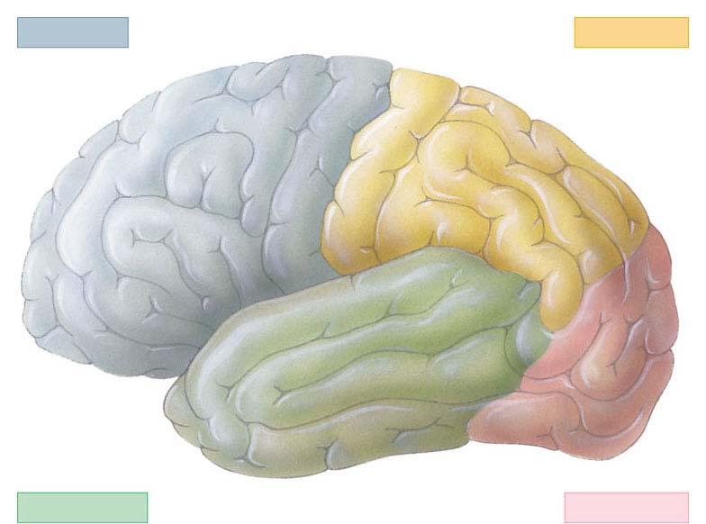 La corteccia cerebrale è interagiscono tra loro un mosaico di regioni specializzate che Il suoi intricati circuiti neuronali originano le caratteristiche umane più peculiari: logica e capacità