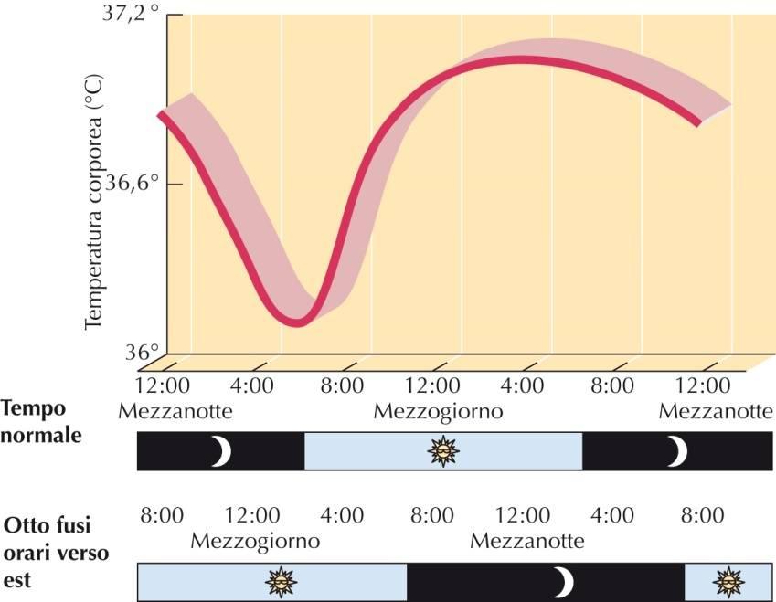 Ritmi circadiani La temperatura corporea interna è un