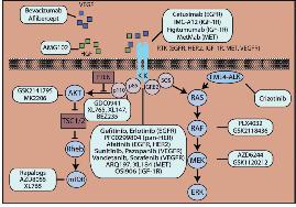 Adenocarcinoma del polmone e targeted