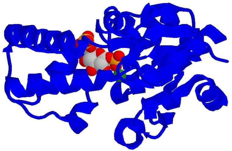 Glucoso-1-fosfato Il prodotto della glicogenolisi è principalmente glucoso-1- fosfato il quale entra nella glicolisi dopo essere stato convertito in glucoso-6-fosfato da una fosfoglucomutasi (EC5.4.2.