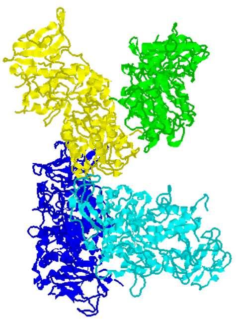 Glicogenosintesi La ramificazione 1α 6 viene catalizzata da un enzima ramificante (EC2.4.1.18).