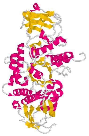 amilopectina C 2 C 2 C 2 C 2 1α C 2 C 2 C 2 1α 4 6 C 2 C 2 Enzima ramificante EC 2.4.1.18 C 2 C 2 C 2 C 2 1α C 2 C 2 C 2 6 1α 4 C 2 C 2 B05 - v 1.