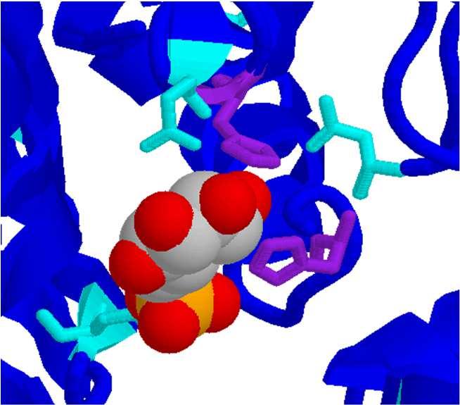 Glucoso-6-fosfato deidrogenasi EC1.