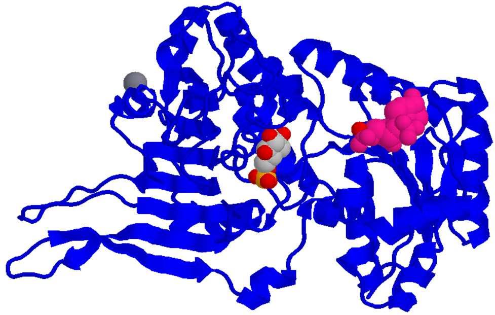 Glucoso-6-fosfato deidrogenasi EC1.1.1.49 Ca ++ G6 mologo del AD + B05 - v 1.8.