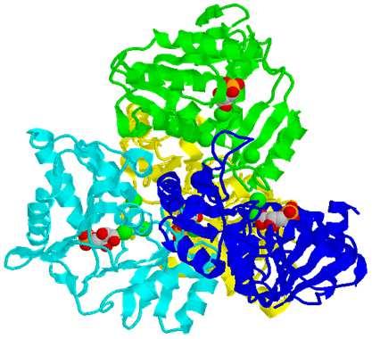 Isomerasi (EC5.3.1.6) D-xiluloso-5-fosfato Ribuloso-fosfato 3-epimerasi (EC 5.