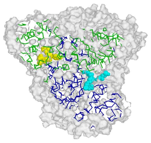 Transchetolasi EC2.2.1.1 D-xiluloso-5-fosfato D-eritroso-4-fosfato Ca ++ T Eritroso-4-fosfato Transchetolasi (EC 2.2.1.1) + D-gliceraldeide-3-fosfato D-sedoeptuloso-7-fosfato B05 - v 1.8.