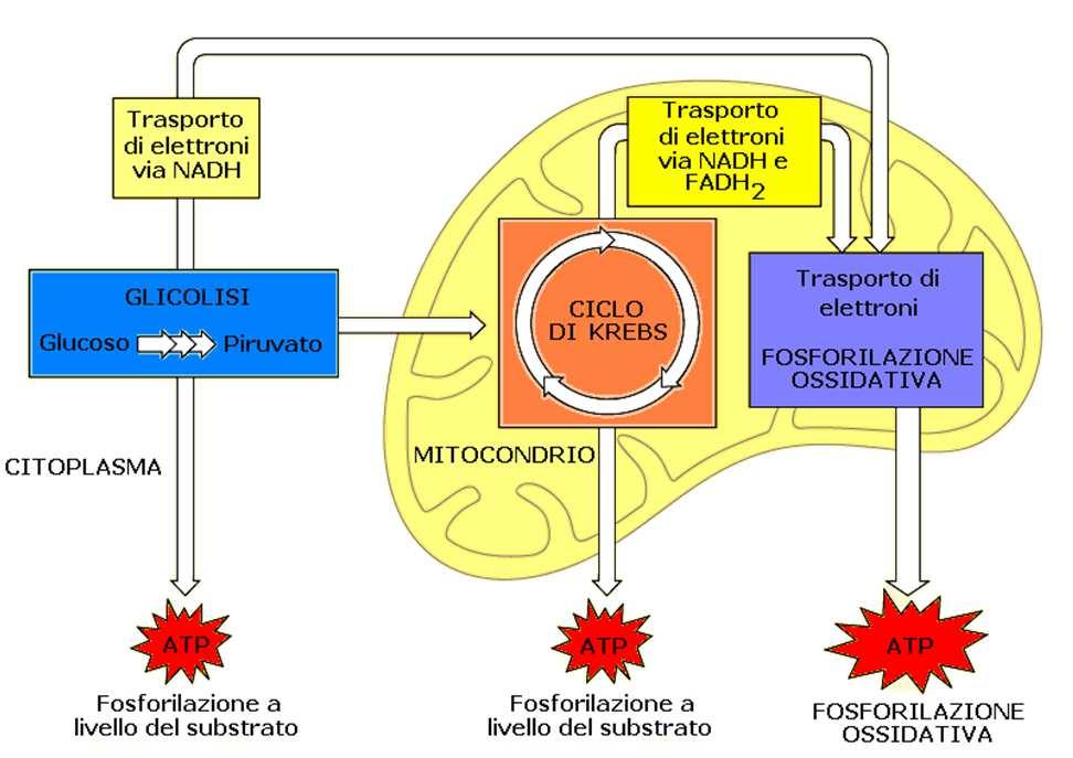 Aerobiosi In condizioni aerobiche il piruvato prodotto dalla glicolisi e dalla degradazione degli aminoacidi è ossidato a 2 e C 2 nella respirazione cellulare.