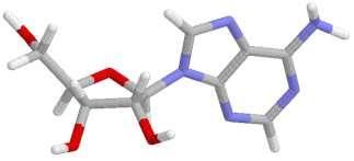 ucleosidi Il legame si forma tra il C1 dello zucchero e con l atomo di azoto non coinvolto nella tautomeria. i formano i nucleosidi, in questo caso l adenosina. 2 5' C 2 4' 3' 1' 2' 2 C 2 2 B05 - v 1.