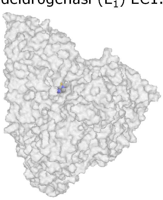 iruvato deidrogenasi (E 1 ) EC1.2.4.1 T 1I4 B05 - v 1.8.