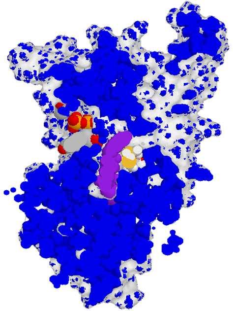 Diidrolipoil deidrogenasi (E 3 ) EC1.8.1.4 AD + FAD B05 - v 1.8.1 gsartor 2001-2018 ucleotidi e coenzimi 293 La diidrolipoil transacetilasi (E 2 ) è centrale in questo meccanismo.