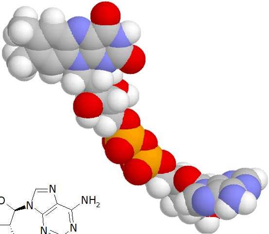 Trasporto di elettroni FAD (flavinadenindinucleotide) (Forma ossidata) 3 C 3 C Base di hiff ridotta Ribosio in forma aperta 2 B05 - v 1.8.