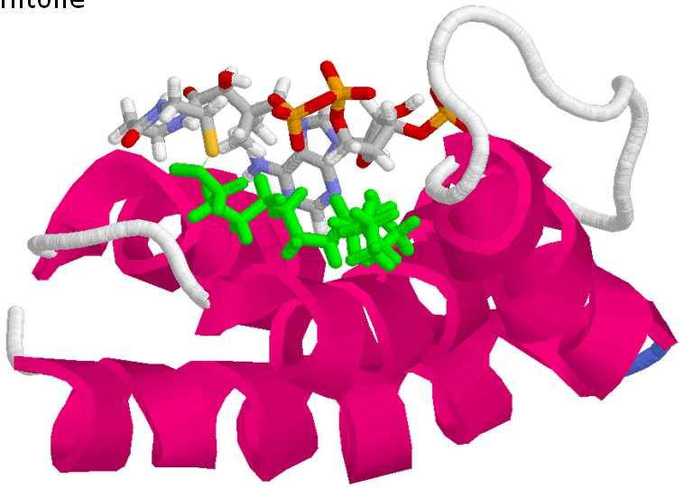 roteina acil- Complesso tra la proteina legante acil-, Coa e palmitoile B05 - v 1.8.