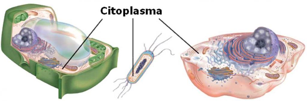 Glicolisi In tutte le cellule avviene la glicolisi Dieci reazioni, le stesse in tutte le cellule, ma con diversa cinetica Tre fasi: La prima fase converte il glucosio in fruttosio- 1,6-difosfato, La