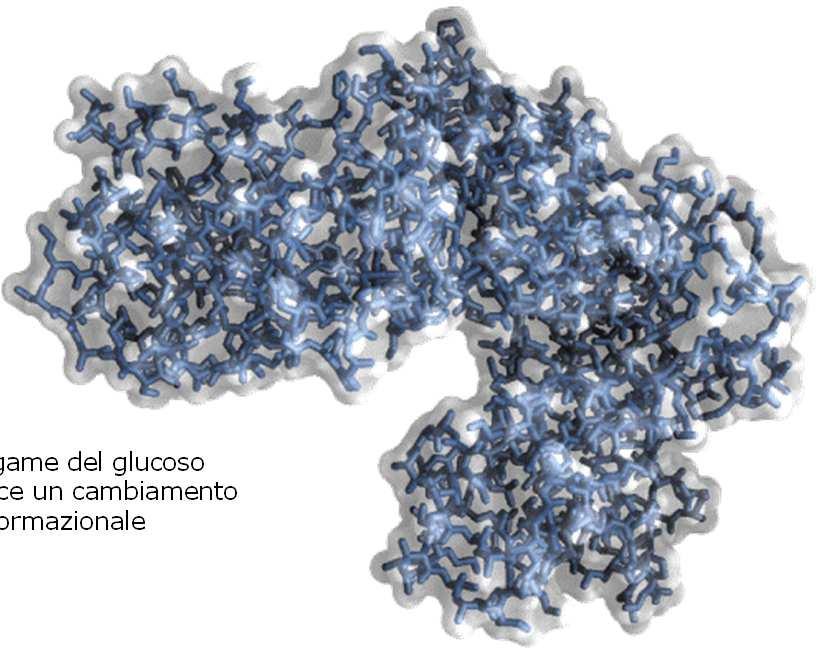 Esochinasi inattiva Il legame del glucoso induce un cambiamento conformazionale B05 - v 1.8.