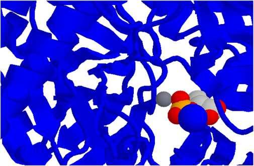 iruvato carbossilasi EC6.4.1.1 Quando la gluconeogenesi è attiva nel fegato l ossalacetato va a formare glucoso.