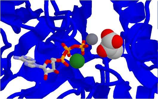 L aumento di Acetil attiva, allostericamente, la piruvato carbossilasi per formare ossalacetato. La concentrazione di ossalacetato limita il ciclo di Krebs.