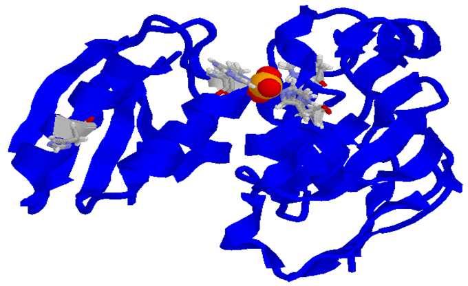 Glucoso-6-fosfatasi EC3.1.3.9 Catalizza la reazione inversa della esochinasi attraverso una fosfoistidina.