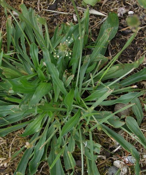 Plantago afra L. subsp. afra Piantaggine pulicaria, psillio. Anch'essa considerata pianta alimentare e officinale, presenta fusti sviluppati, vischiosi, con foglie piatte e lineari e opposte ai nodi.