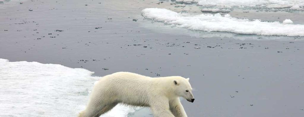 Un orso polare tra i ghiacci delle isole Svalbard Governance e geopolitca Questi interessi economici si inseriscono in un contesto di governance dell Artico piuttosto difficile.