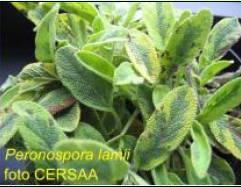 Peron ospora lamii (peronospora) In condizioni di temperature fresche ed