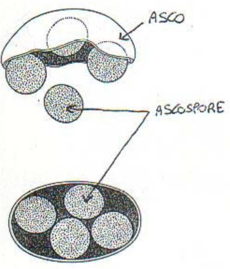 riproduzione sessuata con formazione della ZIGOSPORA Ciclo vitale degli ZIGOMICETI A) Riproduzione asessuata da spore B) Ripr.