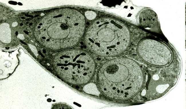 formazione della zigospora; 3) zigospora; 4) germinazione; (da Rambelli 1981, www.funghiitaliani.