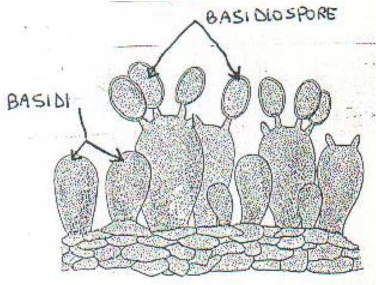 i lieviti Rhodosporum e Sporobolomyces) basidio basidiospora basidiospore basidi 4) DEUTEROMICETI: funghi imperfetti, nei quali la riproduzione sessuale non è condotta o comunque non è mai stata