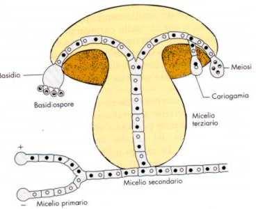 Le spore sessuali, dette basidiospore, si formano sulla parte inferiore del CF