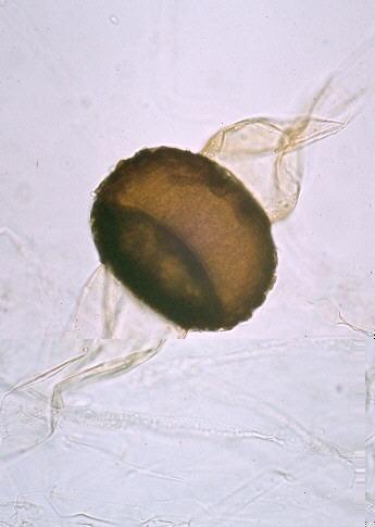 Zigomiceti Molte specie sono terrestri, vivono in suoli ricchi di materia organica I miceli cenocitici: ife senza setti Di solito si riproducono asessualmente formando spore (sporangiospore) dentro a