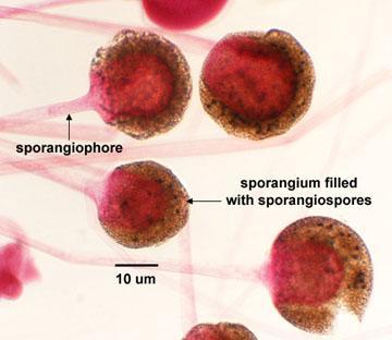 Sporangio Columella Le sporangiospore asessuali sono prodotte dentro una struttura simile a una capocchia di spillo, lo sporangio e sono