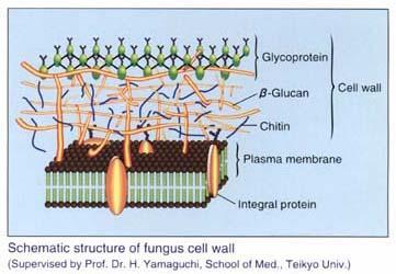 Caratteristiche Eucarioti uni o pluricellulari Parete rigida con chitina Corpo (tallo) formato da ife Sono eterotrofi; hanno digestione extracellulare, grazie a secrezione di enzimi idrolitici cui